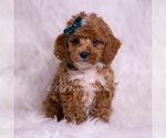 Small Photo #25 Poodle (Toy) Puppy For Sale in WARSAW, IN, USA