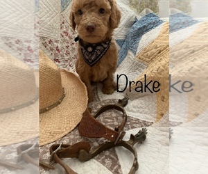 Labradoodle-Poodle (Standard) Mix Puppy for sale in SAN ANTONIO, TX, USA