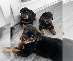 Rottweiler Puppy for sale in ORLANDO, FL, USA