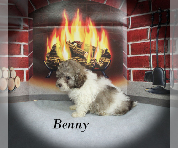 Medium Photo #23 Poodle (Toy) Puppy For Sale in CHANUTE, KS, USA