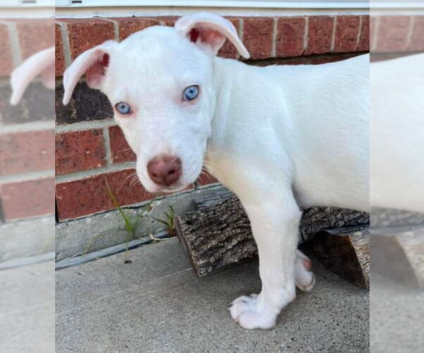 Medium Photo #5 Sheprador Puppy For Sale in Spring, TX, USA