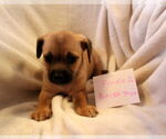 Small #3 Chihuahua