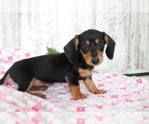 Dachshund Puppy for sale in SHILOH, OH, USA