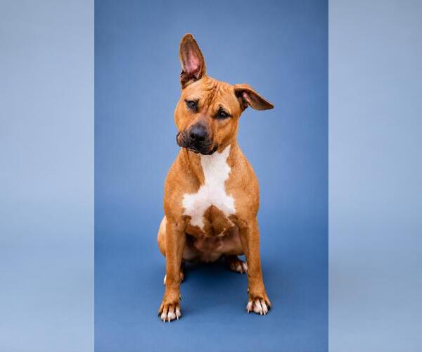 Medium Photo #10 Mutt Puppy For Sale in Rockwall, TX, USA