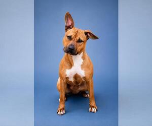 Brandy-$75 Adoption Fee! Diamond Dog! - Female Mutt Dog for Adoption - Photo #10
