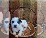 Small #8 Mutt