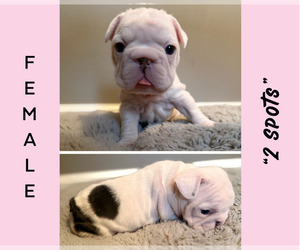 French Bulldog Puppy for sale in CAMPBELLSPORT, WI, USA