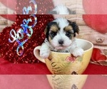 Image preview for Ad Listing. Nickname: Tcup Beau