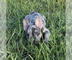 Puppy Florencia French Bulldog