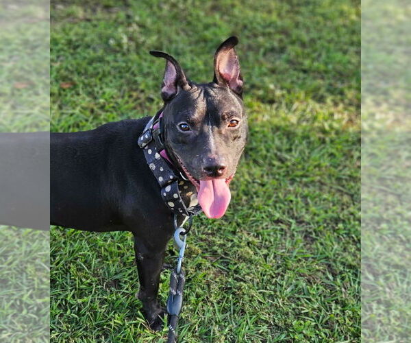 Medium Photo #4 American Pit Bull Terrier-Unknown Mix Puppy For Sale in Hillsboro, NH, USA