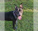 Small #3 American Pit Bull Terrier Mix