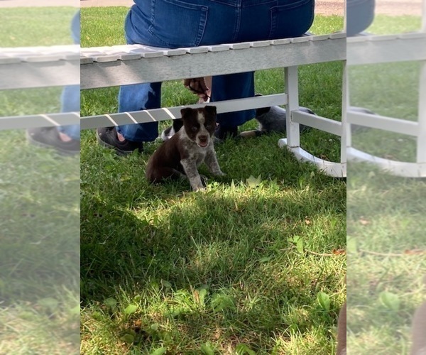 Medium Photo #2 Australian Cattle Dog Puppy For Sale in DOWNING, WI, USA