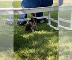 Small Photo #2 Australian Cattle Dog Puppy For Sale in DOWNING, WI, USA