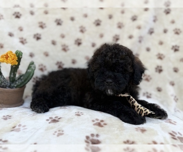 Medium Photo #2 Shih-Poo Puppy For Sale in LAKELAND, FL, USA