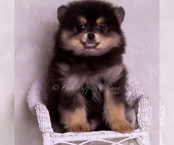 Medium Photo #111 Pomeranian Puppy For Sale in WARSAW, IN, USA