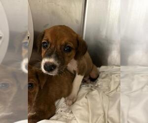 American Staffordshire Terrier-Border Terrier Mix Dogs for adoption in Waco, TX, USA