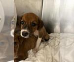Small American Staffordshire Terrier-Border Terrier Mix