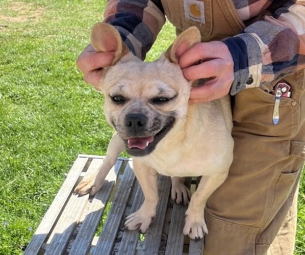 Medium Photo #31 French Bullhuahua Puppy For Sale in SPRAGGS, PA, USA