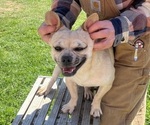 Small #30 French Bullhuahua