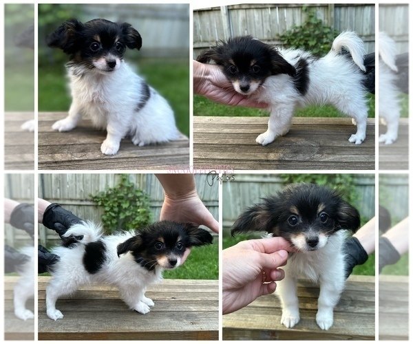 Medium Photo #1 Papillon Puppy For Sale in MINNEAPOLIS, MN, USA