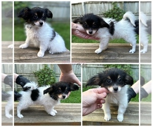 Papillon Puppy for sale in MINNEAPOLIS, MN, USA