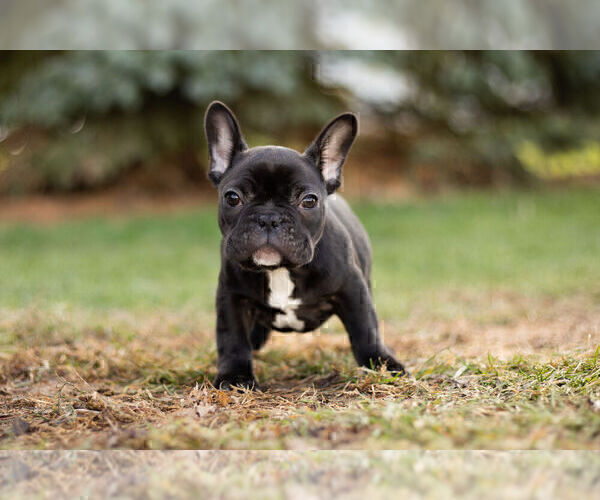 Medium Photo #9 French Bulldog Puppy For Sale in WARSAW, IN, USA