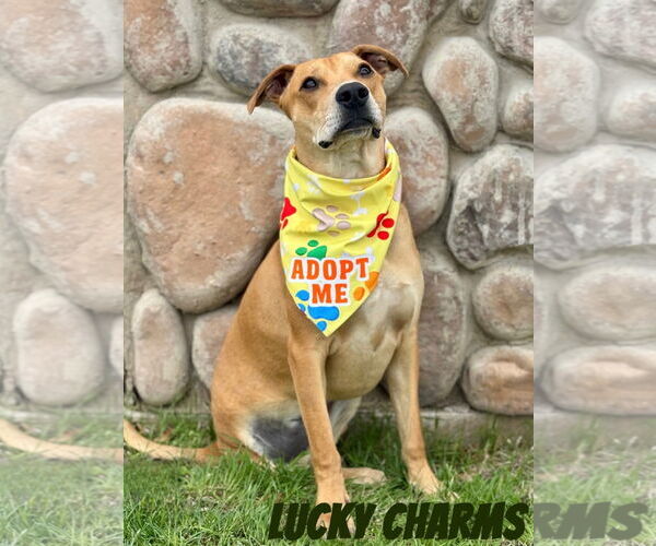 Medium Photo #10 Labrador Retriever-Unknown Mix Puppy For Sale in Sandy, UT, USA