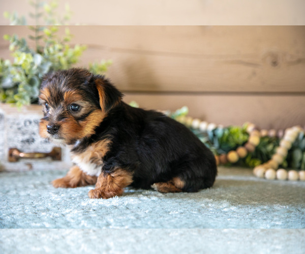 Medium Photo #7 Yorkshire Terrier Puppy For Sale in LIGONIER, IN, USA