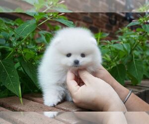 Pomeranian Puppy for sale in WELLESLEY, MA, USA