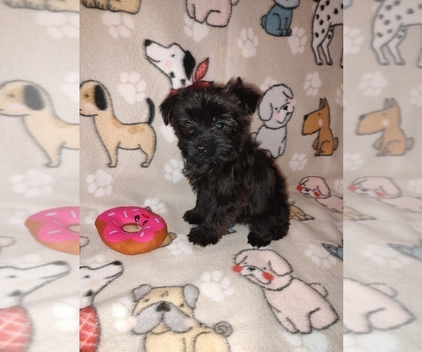 Medium Photo #9 YorkiePoo Puppy For Sale in LAPEER, MI, USA