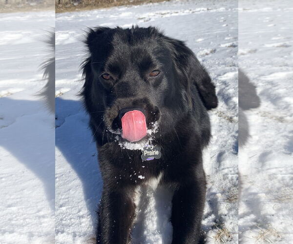 Medium Photo #4 Mutt Puppy For Sale in Fort Collins, CO, USA