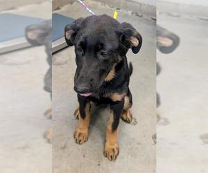 German Shepherd Dog Dogs for adoption in Camarillo, CA, USA