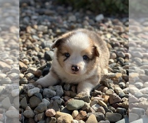 Aussie-Corgi Puppy for Sale in WAUKON, Iowa USA