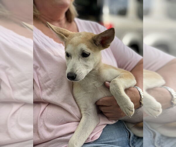 Medium Photo #4 Siberian Husky-Unknown Mix Puppy For Sale in Dana Point, CA, USA