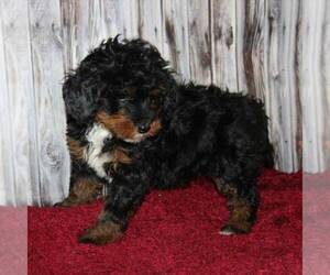 Bernedoodle-Poodle (Miniature) Mix Puppy for sale in STANLEY, WI, USA