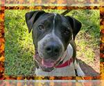 Small #6 American Bandogge mastiff
