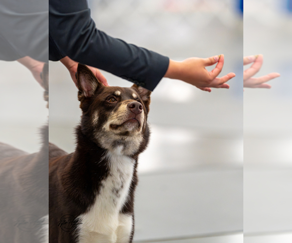 Medium Photo #1 Finnish Lapphund Puppy For Sale in BOCA RATON, FL, USA