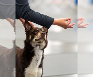 Finnish Lapphund Puppy for sale in BOCA RATON, FL, USA