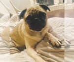 Small #3 Pug