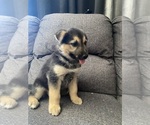 Small #6 German Shepherd Dog