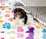 Piper - Female Havashire Puppy for Sale - Photo #6