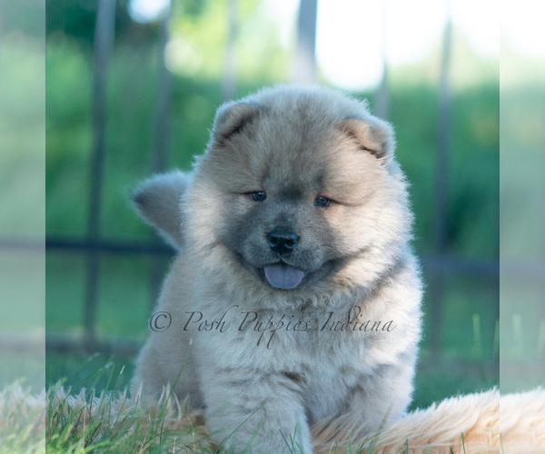 Medium Photo #10 Chow Chow Puppy For Sale in WARSAW, IN, USA