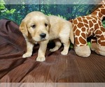 Small Photo #5 Golden Retriever Puppy For Sale in PEYTON, CO, USA