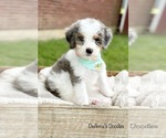 Small Photo #6 Bernedoodle (Miniature) Puppy For Sale in FLATWOODS, KY, USA