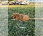 Puppy light green Golden Retriever