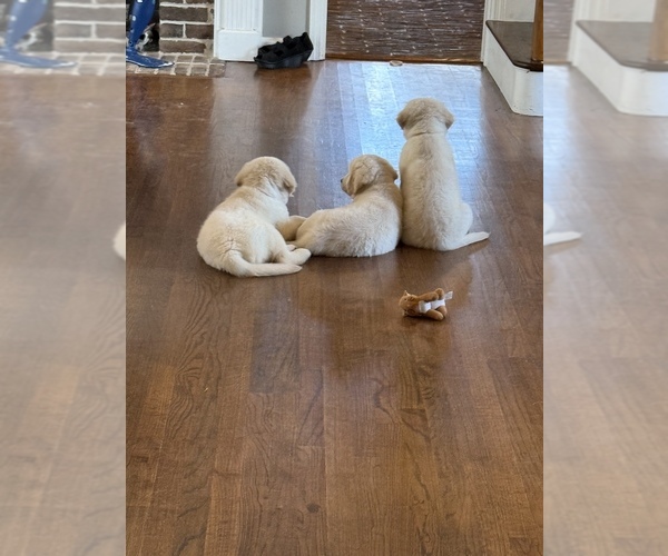 Medium Photo #2 Golden Retriever Puppy For Sale in AILEY, GA, USA
