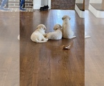 Small #1 Golden Retriever
