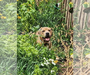 Potato - Male Staffordshire Bull Terrier-Unknown Mix Dog for Adoption - Photo #2
