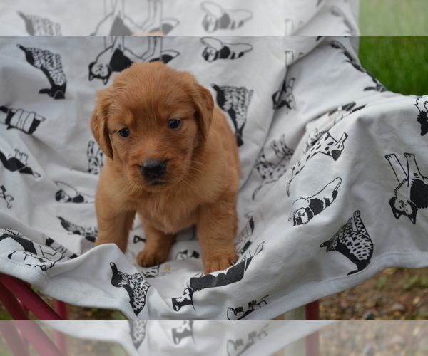 Medium Photo #2 Golden Retriever Puppy For Sale in GREENWOOD, WI, USA