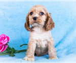 Puppy Rusty Cocker Spaniel